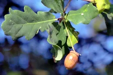 acorn