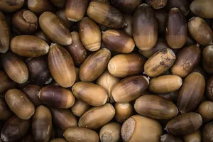 acorn